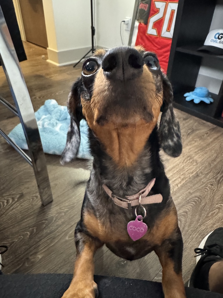 Coco the mini dachshund looking up at the camera