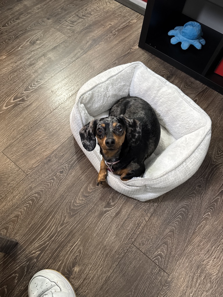 Coco curled up in her little dog bed