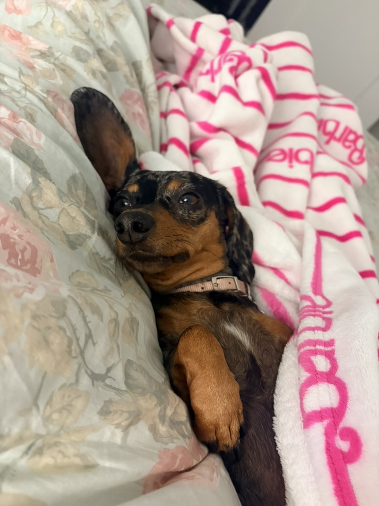 Coco snuggled up in a Barbie blanket